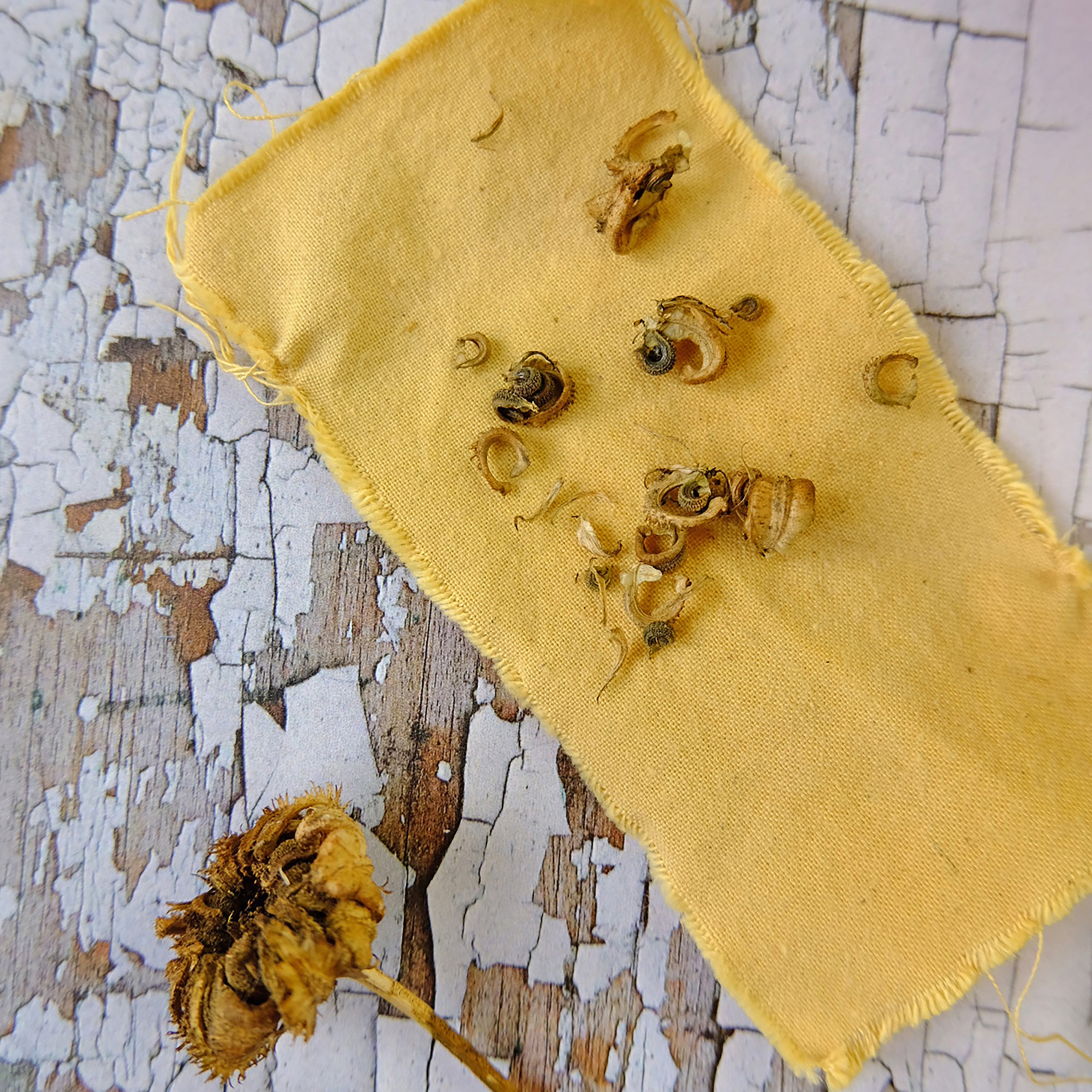 seed saving from marigolds for edible flowers and natural dyes