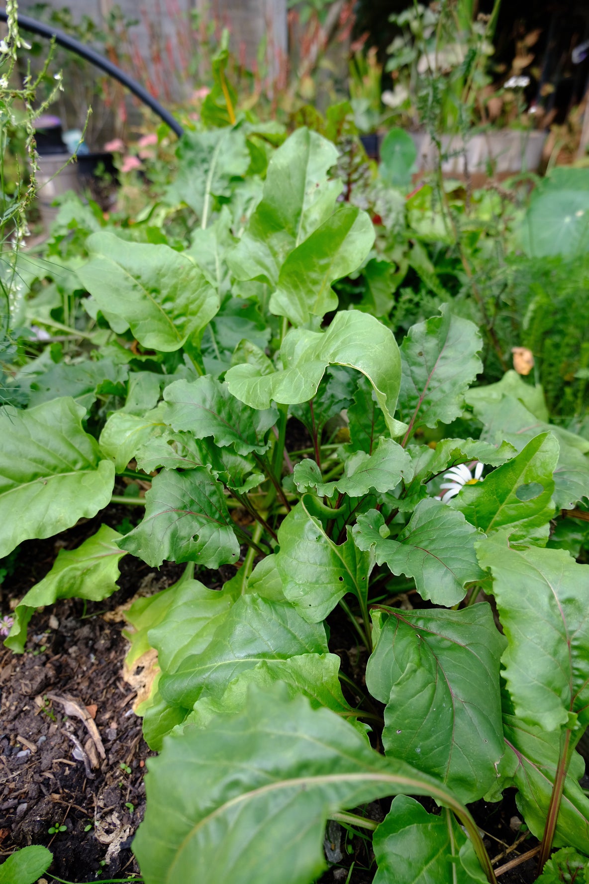grow your own beetroot for vegan healthy food recipes
