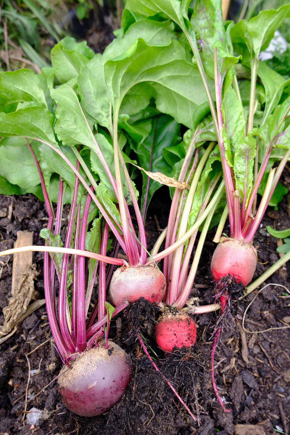 grow your own beetroot for vegan healthy food recipes