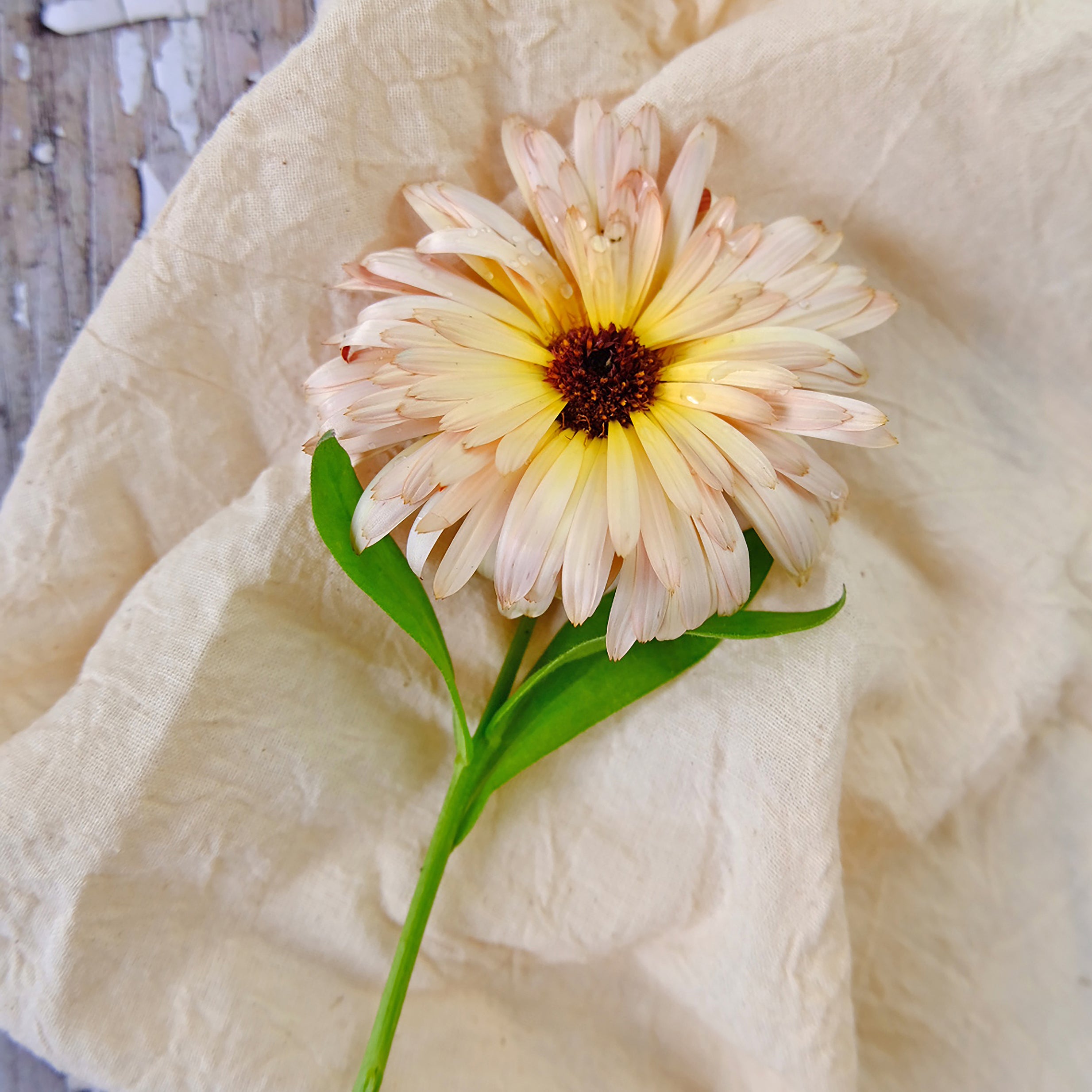 close up of a yellow and peach calendula flower