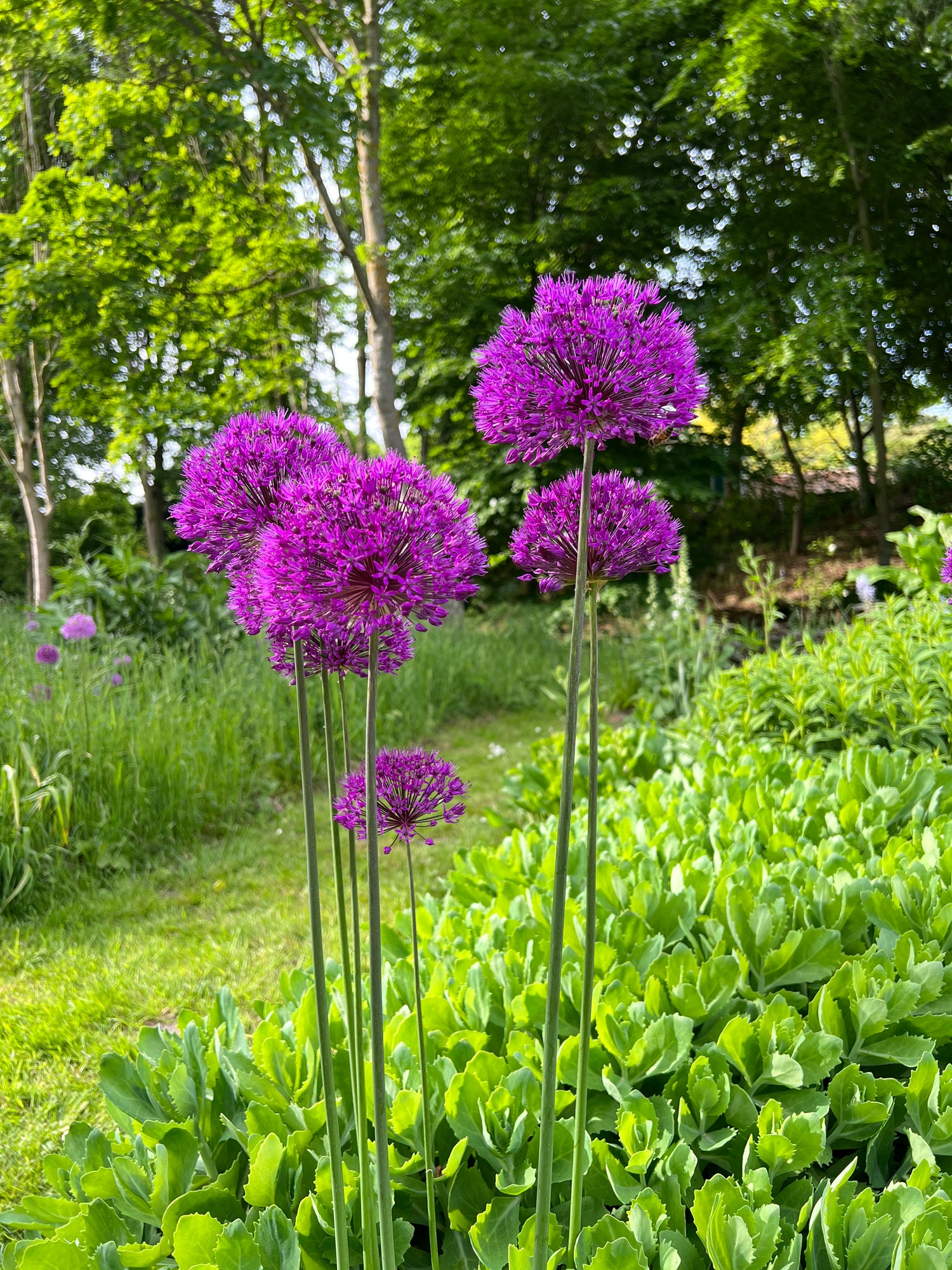 purple alliums growing in norfolk on a sunny day