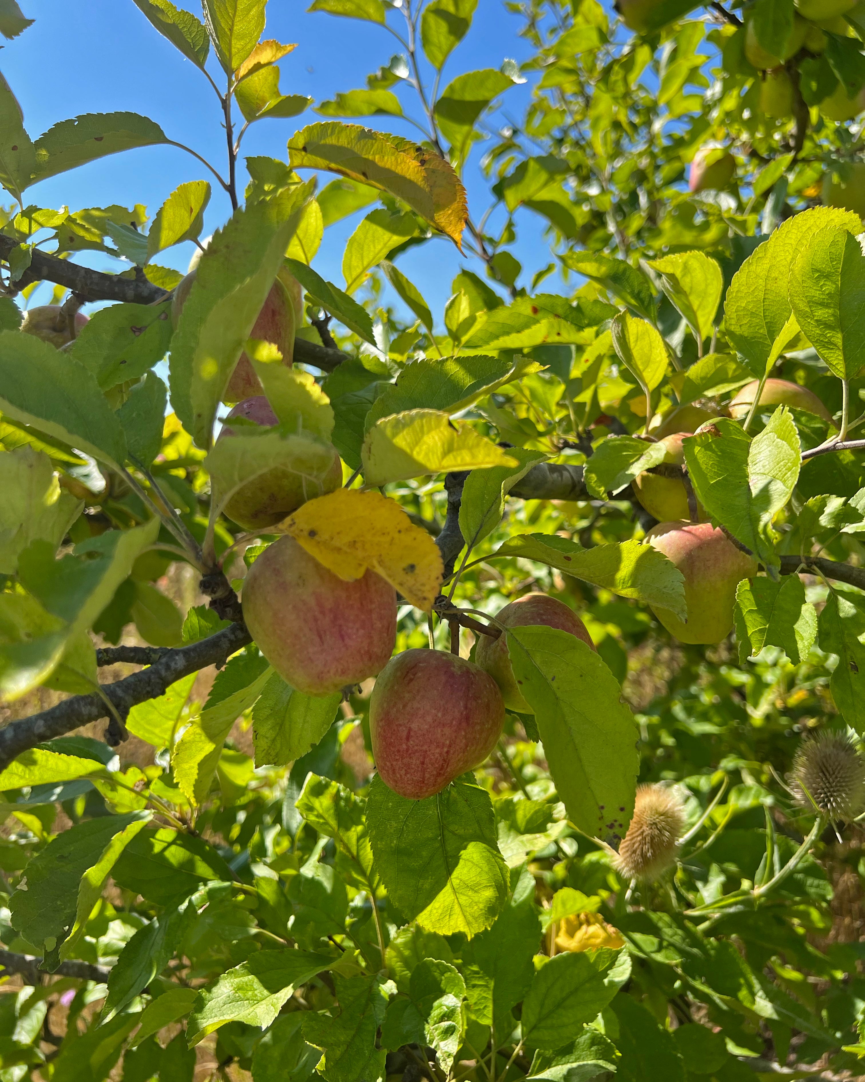 local norfolk heritage varieties of apples sustainable grown 