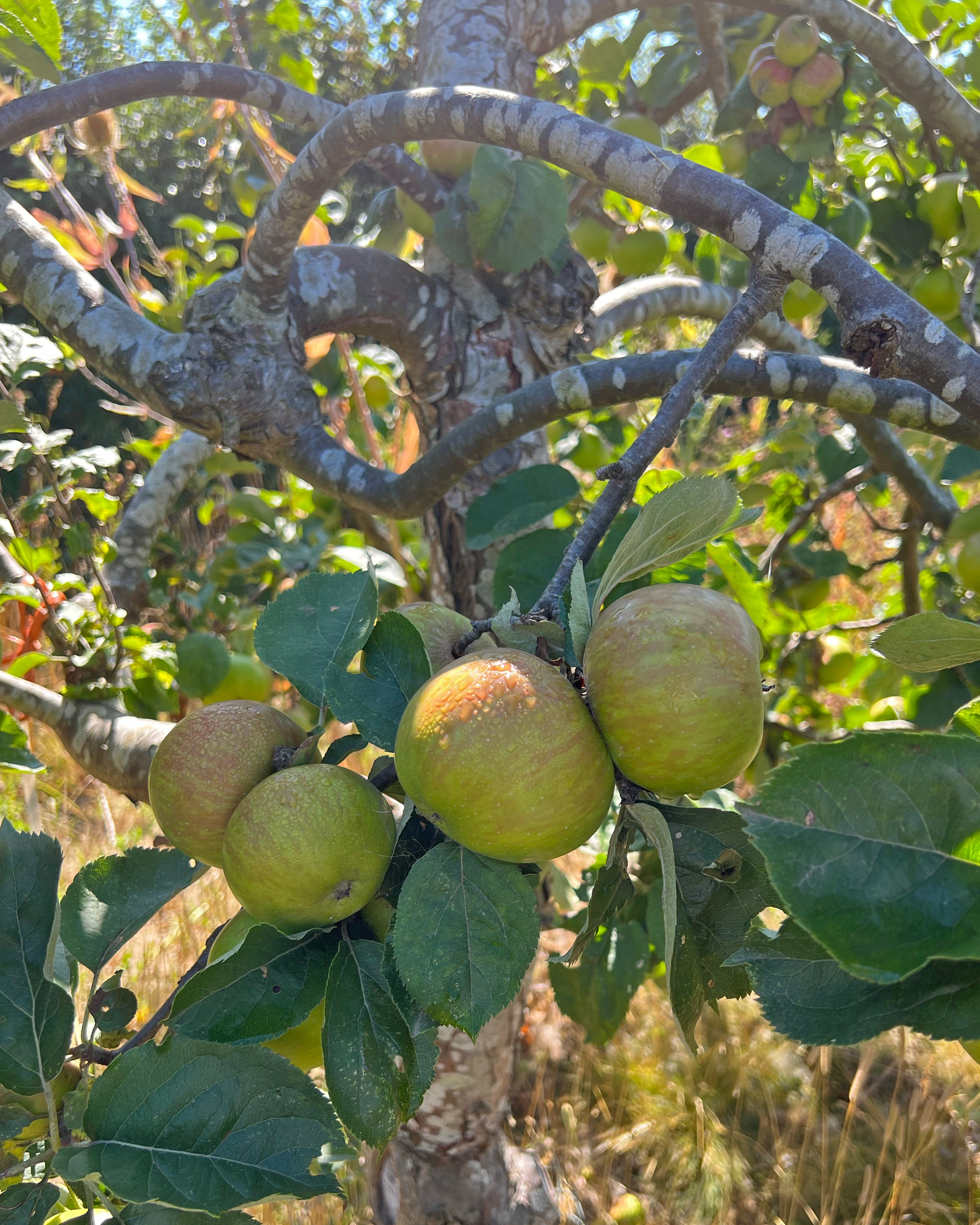 local norfolk heritage varieties of apples sustainable grown 