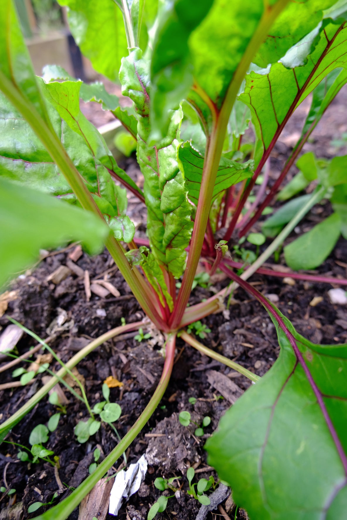grow your own beetroot for vegan healthy food recipes